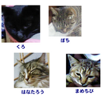 cats.bmp